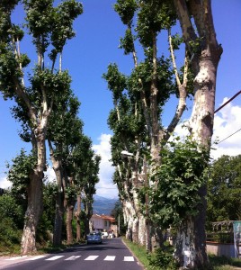 Ceret Pyrenees